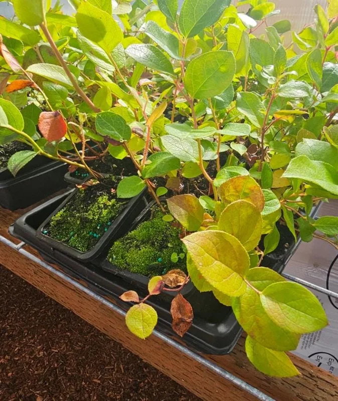 Black Salal Berry Live Plant - 4-7 inch Tall - Evergreen Shrub for Shade - Image 7