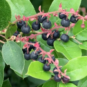 Black Salal Berry Live Plant - 4-7 inch Tall - Evergreen Shrub for Shade - Image 1