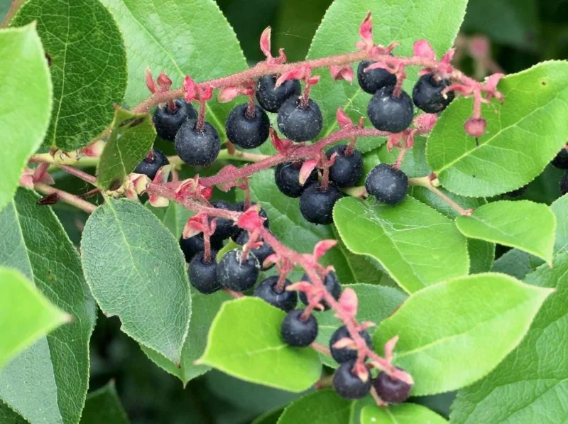 Black Salal Berry Live Plant - 4-7 inch Tall - Evergreen Shrub for Shade - Image 1