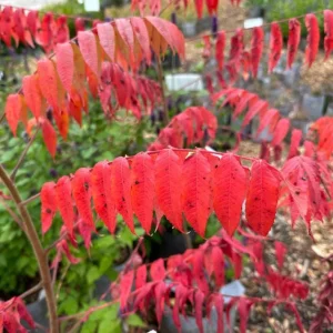 Black Sumac Bareroot Seedling - Set of 2 Native Plants, 1-2 Ft Tall Outdoor Shrub - Image 2