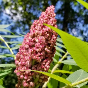 Black Sumac Bareroot Seedling - Set of 2 Native Plants, 1-2 Ft Tall Outdoor Shrub - Image 3