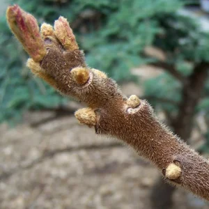 Black Sumac Bareroot Seedling - Set of 2 Native Plants, 1-2 Ft Tall Outdoor Shrub - Image 4