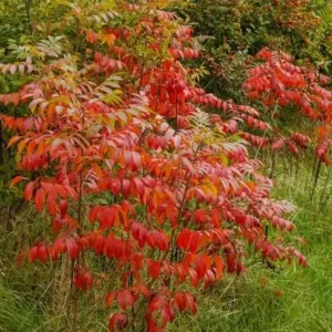 Black Sumac Bareroot Seedling - Set of 2 Native Plants, 1-2 Ft Tall Outdoor Shrub - Image 5