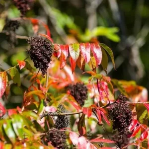 Black Sumac Bareroot Seedling - Set of 2 Native Plants, 1-2 Ft Tall Outdoor Shrub - Image 6