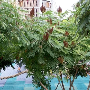 Black Sumac Bareroot Seedling - Set of 2 Native Plants, 1-2 Ft Tall Outdoor Shrub - Image 1