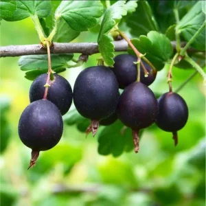Black Velvet Gooseberry Live Plant - 5-10 inch Starter Bush - Berry Plant - Image 2