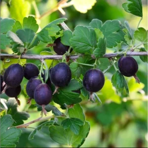 Black Velvet Gooseberry Live Plant - 5-10 inch Starter Bush - Berry Plant - Image 3