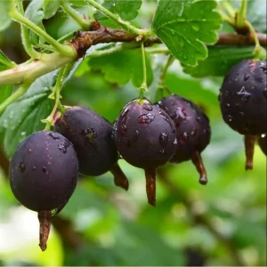 Black Velvet Gooseberry Live Plant - 5-10 inch Starter Bush - Berry Plant - Image 4