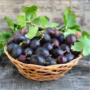 Black Velvet Gooseberry Live Plant - 5-10 inch Starter Bush - Berry Plant - Image 5