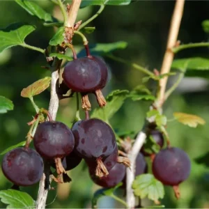 Black Velvet Gooseberry Live Plant - 5-10 inch Starter Bush - Berry Plant - Image 6