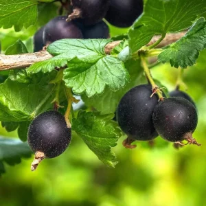 Black Velvet Gooseberry Live Plant - 5-10 inch Starter Bush - Berry Plant - Image 7