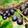 Black Velvet Gooseberry Live Plant - 5-10 inch Starter Bush - Berry Plant - Image 1
