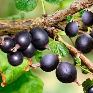 Black Velvet Gooseberry Live Plant - 5-10 inch Starter Bush - Berry Plant - Image 1