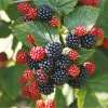 Blackberry Live Plant - Sweet Fruit Tree for Outdoor Garden, 4" Pot - Image 1