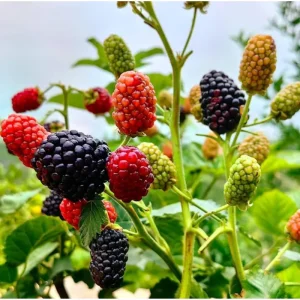 Blackberry Live Plant - Sweet Fruit Tree for Outdoor Garden, 4