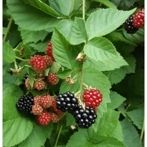Blackberry Live Plant - Sweet Fruit Tree for Outdoor Garden, 4