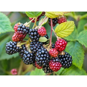Blackberry Live Plant - Sweet Fruit Tree for Outdoor Garden, 4