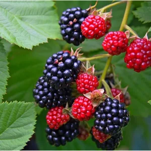 Blackberry Live Plant - Sweet Fruit Tree for Outdoor Garden, 4