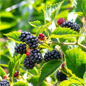 Blackberry Live Plant - Sweet Fruit Tree for Outdoor Garden, 4