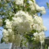 Blackhaw Viburnum Live Plant - 6-12" Tall, 4" Pot - Deciduous Shrub - Image 1