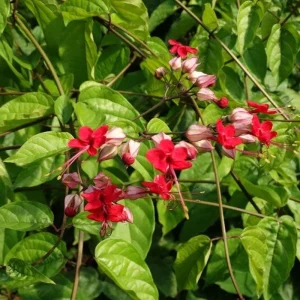 Bleeding Heart Live Plant – White Clerodendrum Flowering Vine for Garden Planting - Image 10