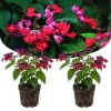 Bleeding Heart Live Plant – White Clerodendrum Flowering Vine for Garden Planting - Image 1