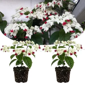 Bleeding Heart Live Plant – White Clerodendrum Flowering Vine for Garden Planting - Image 2