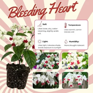 Bleeding Heart Live Plant – White Clerodendrum Flowering Vine for Garden Planting - Image 3
