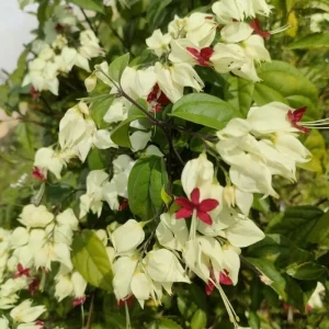 Bleeding Heart Live Plant – White Clerodendrum Flowering Vine for Garden Planting - Image 4