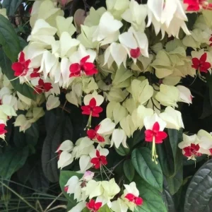 Bleeding Heart Live Plant – White Clerodendrum Flowering Vine for Garden Planting - Image 5