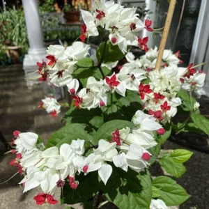 Bleeding Heart Live Plant – White Clerodendrum Flowering Vine for Garden Planting - Image 6