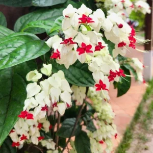 Bleeding Heart Live Plant – White Clerodendrum Flowering Vine for Garden Planting - Image 7