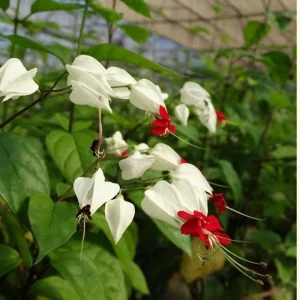 Bleeding Heart Live Plant – White Clerodendrum Flowering Vine for Garden Planting - Image 8