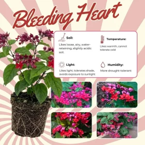Bleeding Heart Live Plant – White Clerodendrum Flowering Vine for Garden Planting - Image 9