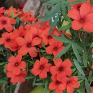 Blood Oxalis Live Plant – Ornamental Flowering Perennial – 4 Inch Pot - Image 2