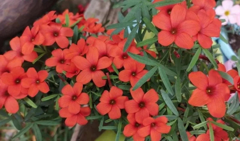 Blood Oxalis Live Plant – Ornamental Flowering Perennial – 4 Inch Pot - Image 2