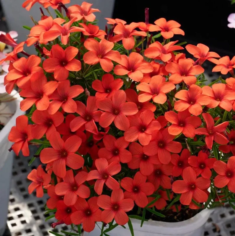 Blood Oxalis Live Plant – Ornamental Flowering Perennial – 4 Inch Pot - Image 3