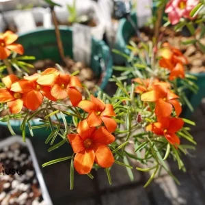 Blood Oxalis Live Plant – Ornamental Flowering Perennial – 4 Inch Pot - Image 4