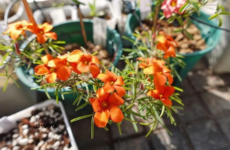 Blood Oxalis Live Plant – Ornamental Flowering Perennial – 4 Inch Pot - Image 4