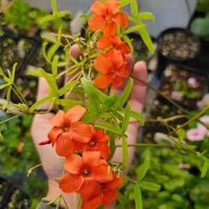 Blood Oxalis Live Plant – Ornamental Flowering Perennial – 4 Inch Pot - Image 1