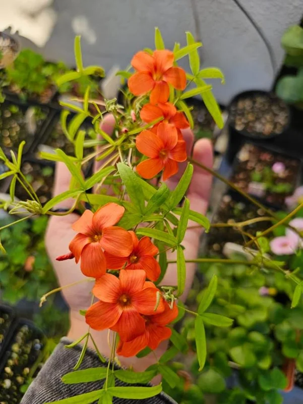 Blood Oxalis Live Plant – Ornamental Flowering Perennial – 4 Inch Pot - Image 1