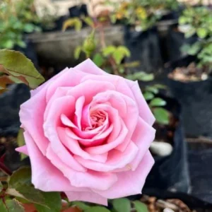 Blossom Time Rose Live Plant - Hybrid Tea Bush, 4-6 Inch Tall, Fragrant Pink Blooms, Outdoor - Image 2