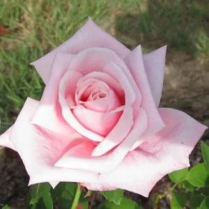 Blossom Time Rose Live Plant - Hybrid Tea Bush, 4-6 Inch Tall, Fragrant Pink Blooms, Outdoor - Image 3