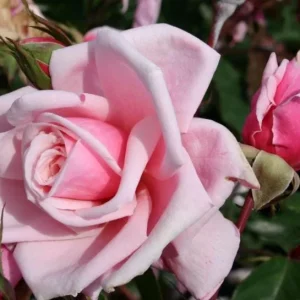 Blossom Time Rose Live Plant - Hybrid Tea Bush, 4-6 Inch Tall, Fragrant Pink Blooms, Outdoor - Image 4