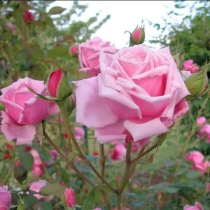 Blossom Time Rose Live Plant - Hybrid Tea Bush, 4-6 Inch Tall, Fragrant Pink Blooms, Outdoor - Image 5