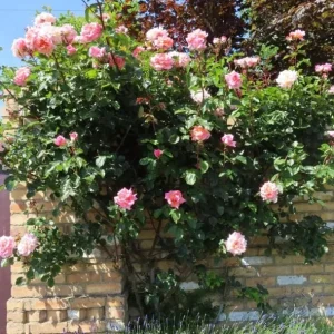 Blossom Time Rose Live Plant - Hybrid Tea Bush, 4-6 Inch Tall, Fragrant Pink Blooms, Outdoor - Image 6