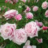 Blossom Time Rose Live Plant - Hybrid Tea Bush, 4-6 Inch Tall, Fragrant Pink Blooms, Outdoor - Image 1