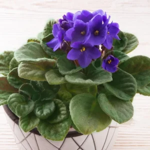 Blue African Violet Live Plant – 4 Inch Pot – Blooming Indoor Houseplant - Image 2