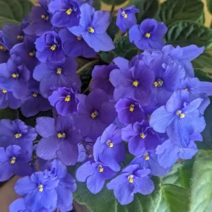 Blue African Violet Live Plant – 4 Inch Pot – Blooming Indoor Houseplant - Image 3