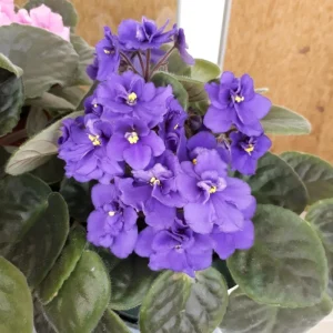 Blue African Violet Live Plant – 4 Inch Pot – Blooming Indoor Houseplant - Image 4